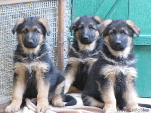 Продам щенков немецкой овчарки с родословной #777077
