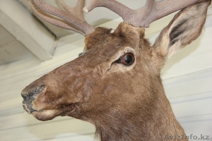 Чучело Головы Благородного Оленя #765017