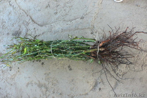 Продаю Саженцы Роз. оптом #781700