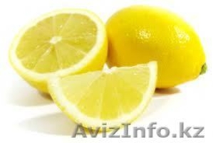 CITRUS 2012 EGYPT #775147