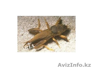 Продаю медведок - высушенных #312514