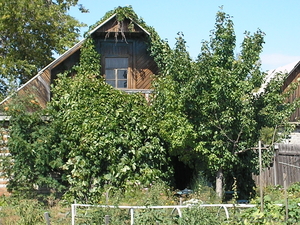 8 линия Темирязева #765010