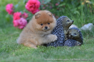 Гламурная собачка для состоятельных леди! #775993