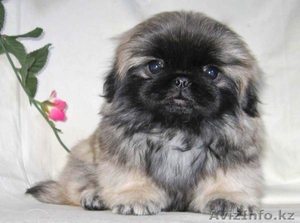 Продаю Пикинесса #779193