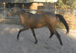 Лошадь англотекинской породы #768990