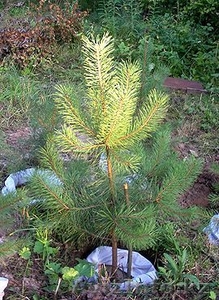 Плодово - декоративные деревья  #774135