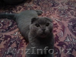 Опытный кот породы скотишфолд голубого окраса ищет невесту породы скотишстрайст,  #782619
