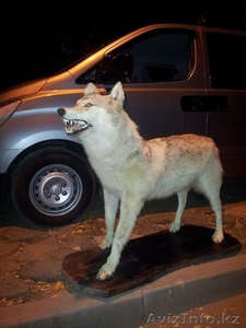 Продам чучело волка  #770793