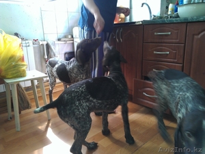 Продам щенков курцхаара (немецкая короткошерстная легавая)   #767241