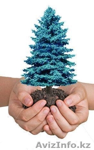 Саженцы! Голубая ель,  Озеленение! #784637