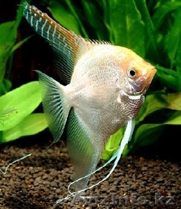 Продам скалярий #791044