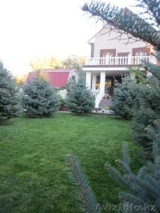 Саженцы! Голубая ель, Озеленение! #784642