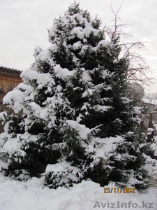 Ель живая пушистая красивая #795677