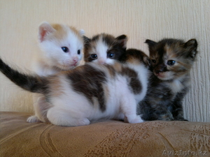 Отдам очаровательных котят  #781407