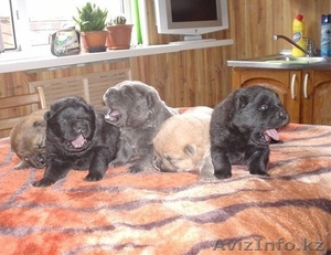  Щенки из питомника чау-чау #797144