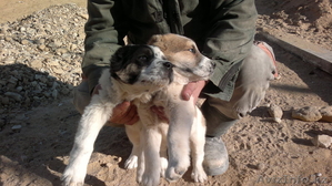 Алабай щенки продам #800296