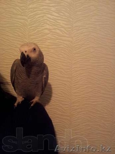 Жако ручной выкормыш 10 месяцев. #788711