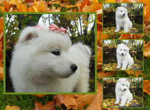 Продам очаровательного щенка самоедской лайки #797033