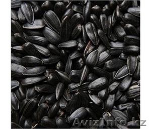 Подсолнечник калиброванный 36+,  41+ #790328