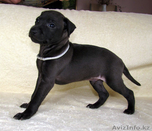 Левретки классика в черном! #799617