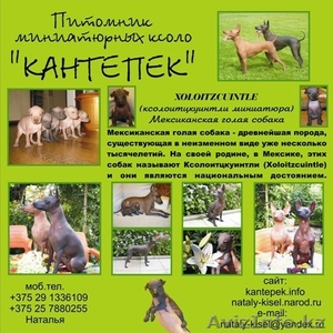 Ксоло-мини щенки,  голые! Питомник 