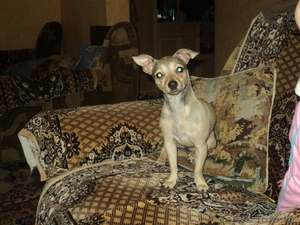 продам пинчера девочка(7месяцев) за 8000. #799614