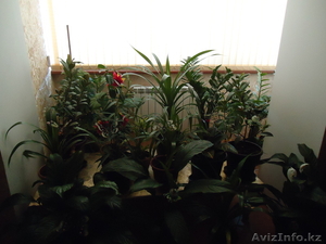 комнатные, офисные цветы по 100$ #787182