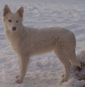 Отдам щенков дворняжки в хорошие руки #787652