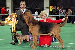 Бладхаунда щенки !!! Редкая порода !!! #794479