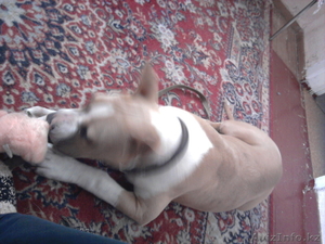 в хорошие руки продам щенка #788103