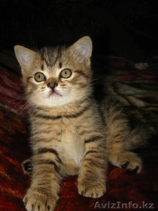  шотландские котята для вашей семьи #789070