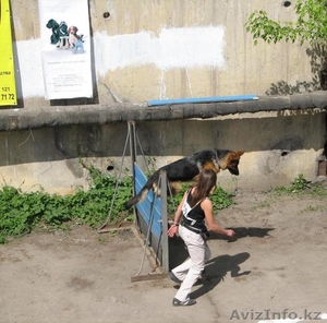 Продам щенков немецкой овчарки только в хорошие руки #783110