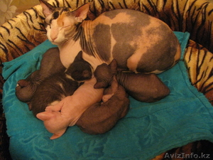 котята донского сфинкса #794522