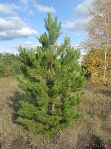 Продаю сосны крупномеры 5-7 м с посадкой и гарантией #796464