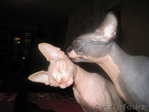 Продам очаровательных,  воспитанных,  лысых котят породы Канадский Сфинкс!!! #795753