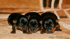 щеночки йоркширского терьера #797169