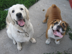 гостиница для собак #676277