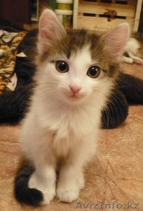 отдам котенка  (девочка) #800646