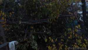 4, 5 куба дров 7800тг #783342