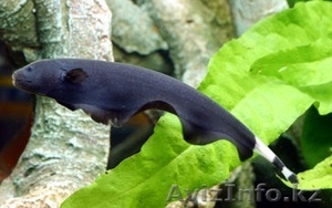 Продам рыбу Аптеронотус белокаймовый  #791030