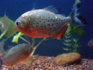 Продам рыбу - Пиранья краснобрюхая #791032