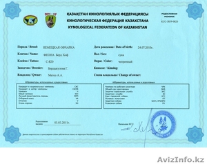 Щенки Немецкой Овчарки Дёшево #798016