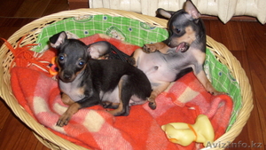 щенки русского тоя  с родословной привиты #794821