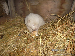 продам щенка алабая #793743