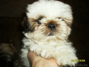 Продам элитного  щенка Ши-Тцу #795327