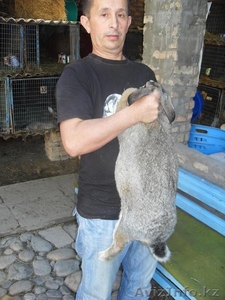 КРОЛИКИ ВЕЛИКАНЫ В УЗБЕКИСТАНЕ #57205