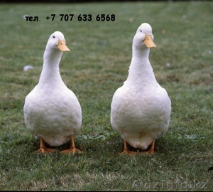 утки пекинские и селезни #784086