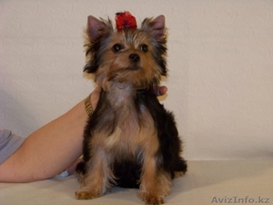 Продам недорого щенка йоркширского терьера,  девочку #797766