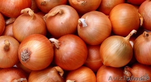 Лук репчатый. Сорт голландский. #792034
