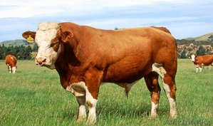 Продаем Быков живым весом #800757